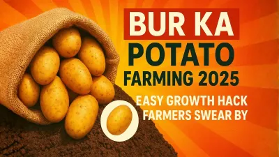 Farmers Are Going Crazy Over Bur Ka Potato : Heres How to Grow It!