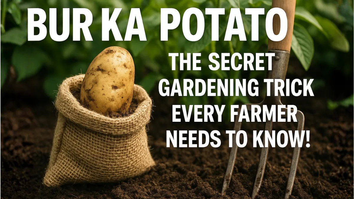 Bur Ka Potato : The Secret Gardening Trick Every Farmer Needs to Know!