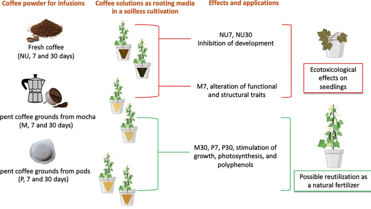 The Coffee-Grounds Fertilizer Hack : Thats Making Houseplants Grow Twice as Fast in 2025!