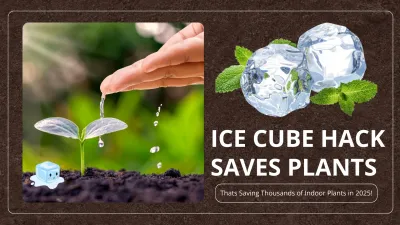 The Ice Cube Watering Trick : Thats Saving Thousands of Indoor Plants in 2025!
