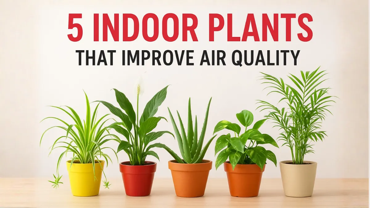 5 indoor plants that are essential for improving the air quality in your home