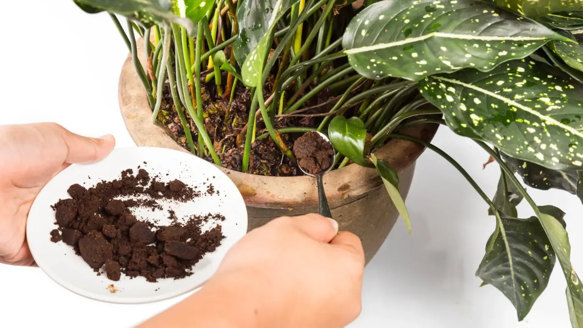 coffee grounds fertilizer for indoor plants
