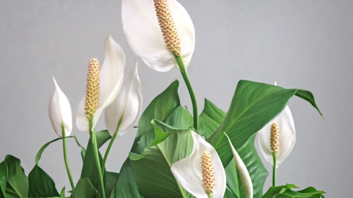 Peace Lily