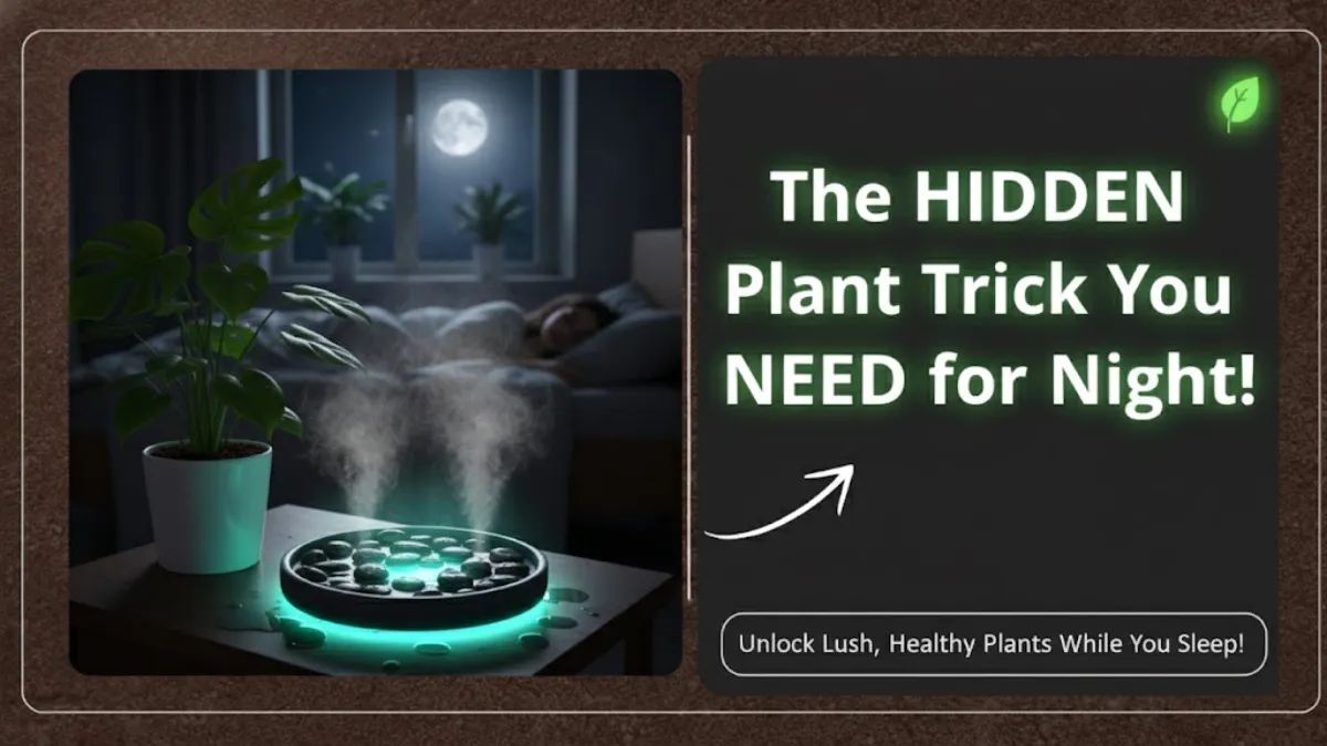 Why the Pebble Tray Humidity Hack : Is Becoming the Most Trusted Night-Time Plant Trick of 2025!