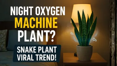 Why Snake Plant Is Called the Night Oxygen Machine — The Trend Everyones Talking About!