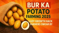 Farmers Are Going Crazy Over Bur Ka Potato : Heres How to Grow It!