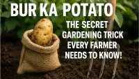Bur Ka Potato : The Secret Gardening Trick Every Farmer Needs to Know!
