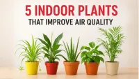 5 indoor plants that are essential for improving the air quality in your home