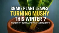 Snake Plant Leaves Turning Mushy This Winter? The Root Rot Outbreak No One Is Talking About!