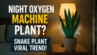 Why Snake Plant Is Called the Night Oxygen Machine — The Trend Everyones Talking About!