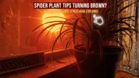 Spider Plant Tips Turning Brown? The Sudden 2025 Heat Stress Wave Explained