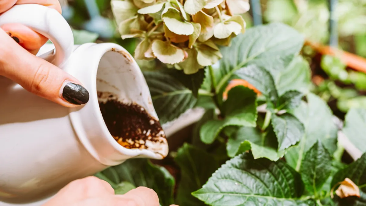 coffee grounds fertilizer for indoor plants