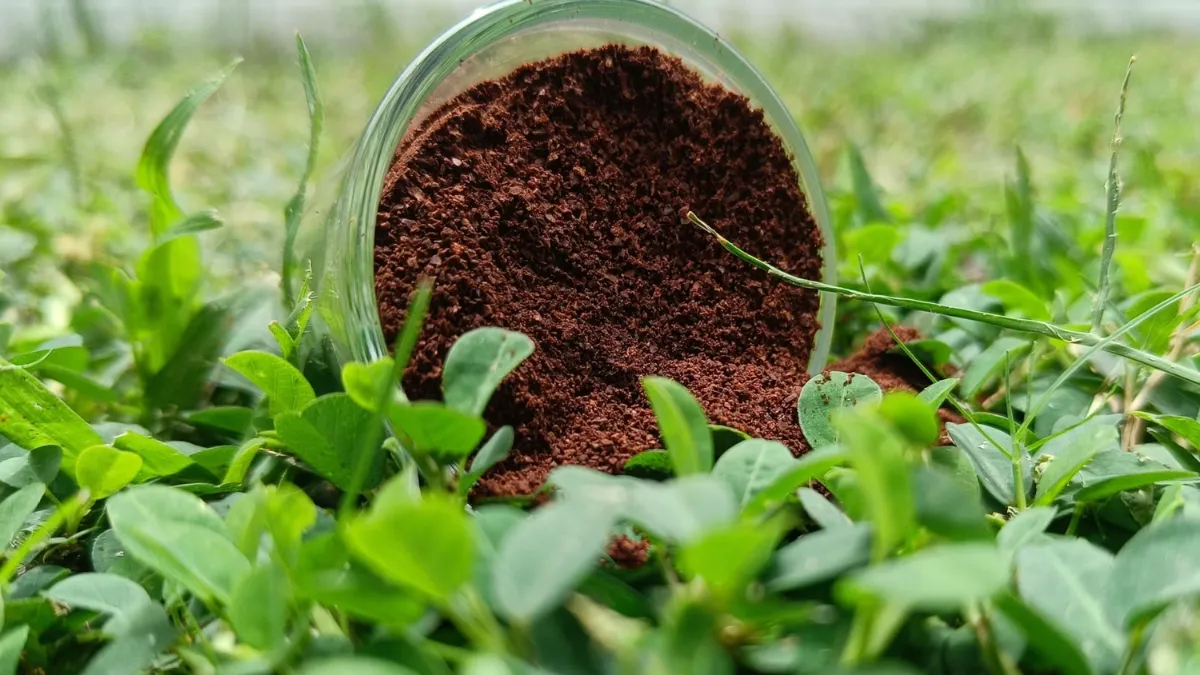 coffee grounds fertilizer for indoor plants