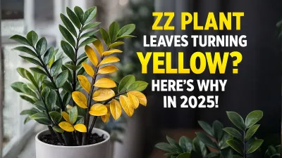 Yellow Leaves on Your ZZ Plant? The Hidden Winter Mistake 63% Owners Are Making (2025 Study)