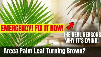 Areca Palm Leaf Tips Turning Brown? The 2025 Google-Trending Indoor Care Mistake Explained