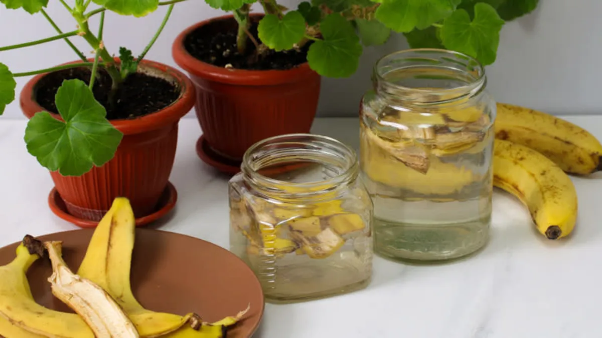 The Banana Peel Water Fertilizer Hack : Thats Reviving Indoor Plants in 2025!
