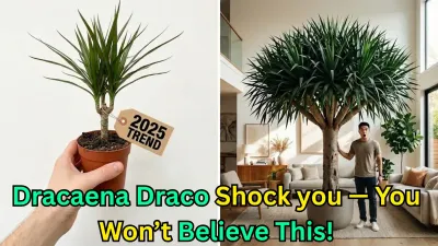 I Brought Home a Dracaena draco and Didnt Expect This to Happen — 2025 Indoor Plant Trend Explained