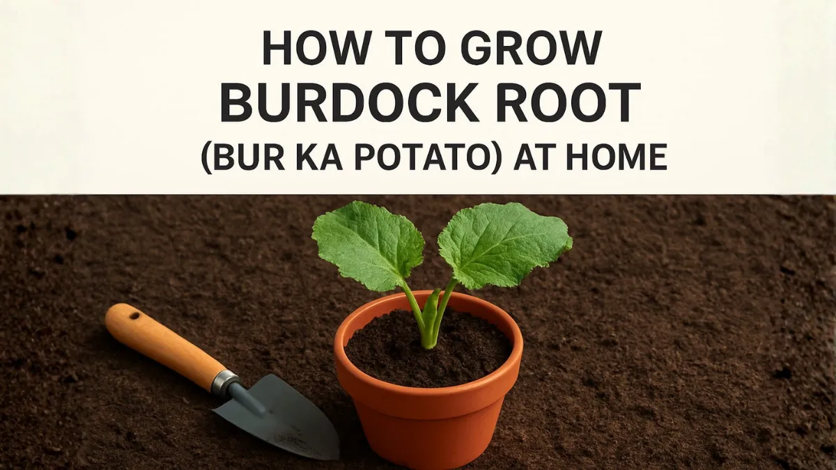 Burdock Root (Bur Ka Potato) Plant Guide : Benefits, Uses, How to Grow & Complete Care