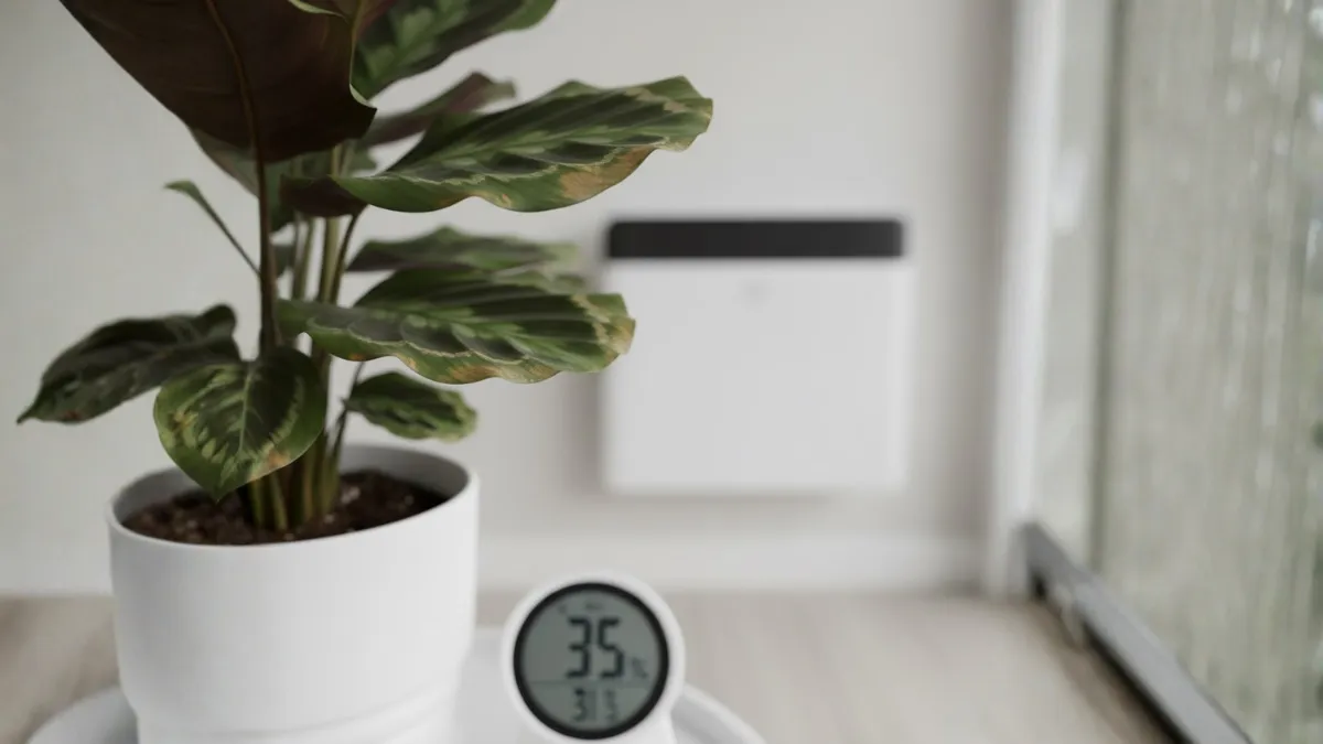 Why Indoor Plants Are Getting Brown Tips : The Updated 2025 Google Trending Guide