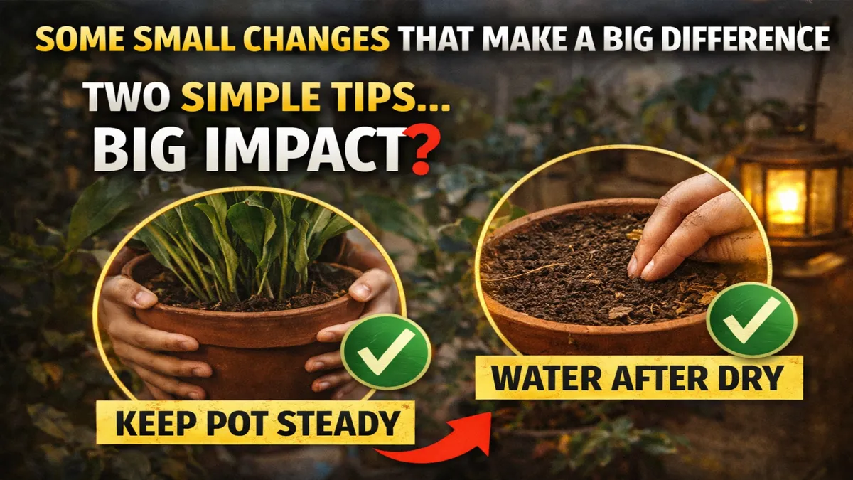 Queen of the Night Blooms Only Once at Midnight — Heres How to Make It Happen