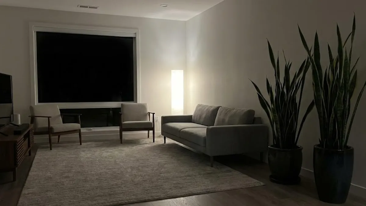 Your Snake Plant Is Tall But Weak : Heres What Nobody Told You