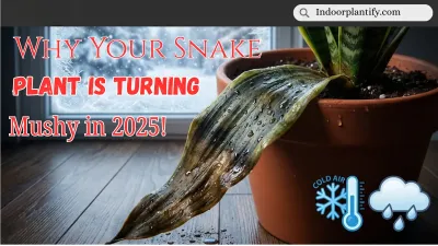 Snake Plant Leaves Turning Mushy? The Sudden 2025 Winter Rot Wave Explained