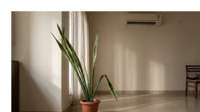 Your Snake Plant Is Tall But Weak : Heres What Nobody Told You