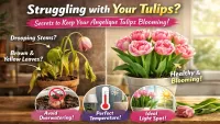 Angelique Tulip Trending This Year — Should You Bring It Home?