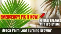 Areca Palm Leaf Tips Turning Brown? The 2025 Google-Trending Indoor Care Mistake Explained