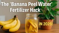 The Banana Peel Water Fertilizer Hack : Thats Reviving Indoor Plants in 2025!