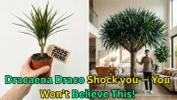 I Brought Home a Dracaena draco and Didnt Expect This to Happen — 2025 Indoor Plant Trend Explained