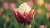 Ice Cream Tulip Is Going Viral in 2025 — The Flower That Looks Like Real Ice Cream