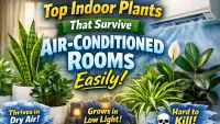 Top Indoor Plants That Will Survive Your AC Rooms — Guaranteed