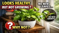 Money Plant Looks Healthy but Still Not Growing? The Real Reason Most Homes Miss