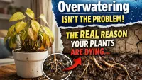 Overwatering Is not the Problem : The Real Reason Your Plants Are Dying