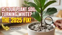 Why Your Indoor Plant Soil Is Turning White : The 2025 High-Search Google Guide to Fixing It Fast