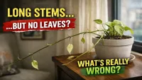 Pothos Growing Weird? The Hidden Reason Behind Long Stems and No Leaves