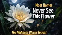 Queen of the Night Blooms Only Once at Midnight — Heres How to Make It Happen
