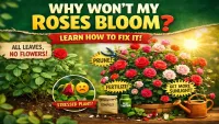 Roses Stopped Flowering After First Bloom? Easy Fixes Inside