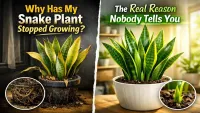 Snake Plant Stalled? Why Your Plant Isnt Growing For Months