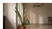 Your Snake Plant Is Tall But Weak : Heres What Nobody Told You