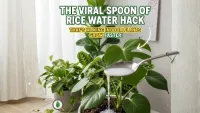 The Viral Spoon of Rice Water Hack : Thats Making Indoor Plants Grow Faster in 2025!