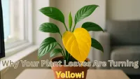 Why Indoor Plant Leaves Turn Yellow : The Updated 2025 Guide to Fixing It Fast