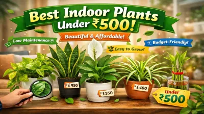 Best Indoor Plants Under ₹500 (Budget Friendly Guide)