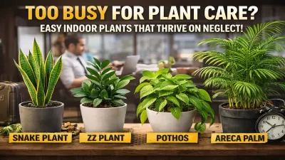 Indoor Plants for Busy Professionals – Low-Maintenance & Stylish