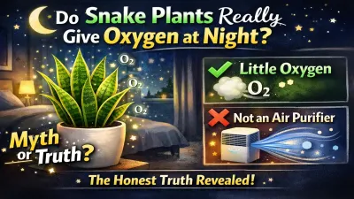 Does Snake Plant Release Oxygen at Night? The Scientific Truth