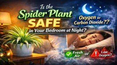 Is Spider Plant Good for Bedroom at Night? Benefits, Oxygen & Safety (2026)
