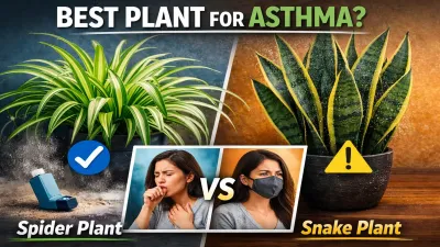 Spider Plant vs Snake Plant for Asthma : Which Is Safer?