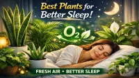 Best Bedroom Plants for Oxygen & Better Sleep (Proven Picks)