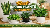 Best Indoor Plants for Renters (No Damage, Low Care)